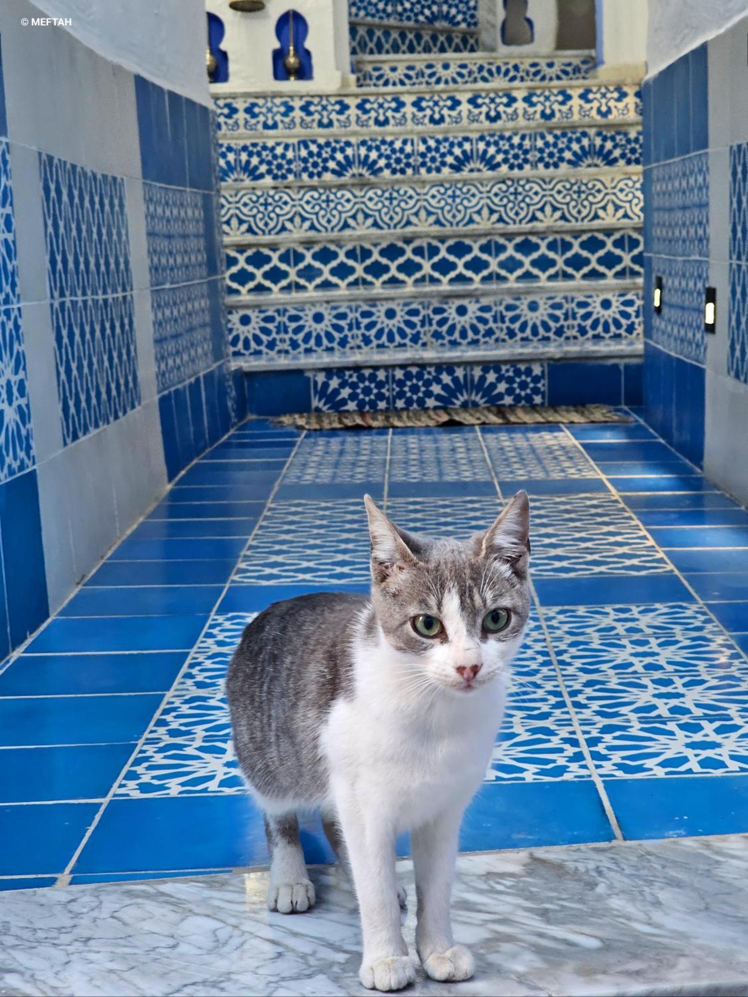 شقة Casa Meftah Blue شفشاون المظهر الخارجي الصورة